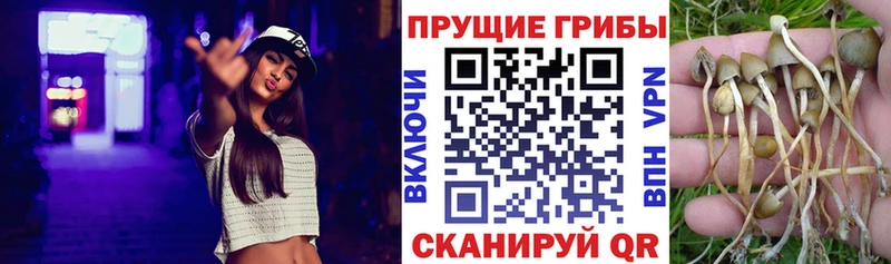 OMG ссылки  Шлиссельбург  Псилоцибиновые грибы прущие грибы  где продают  